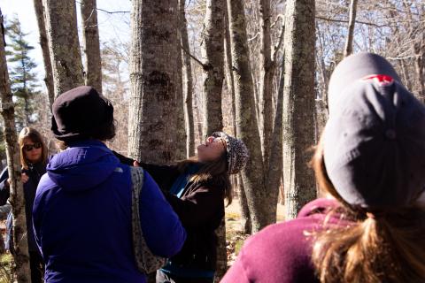 women looking up at a tree canopy