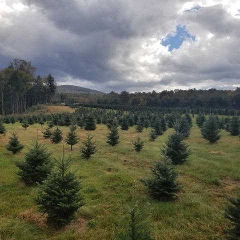 Christmas Tree Farm