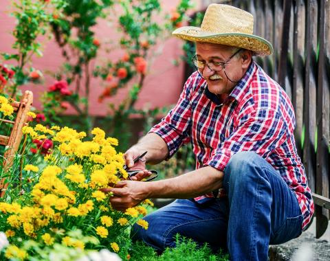 Man outside cutting flowers in the garden.