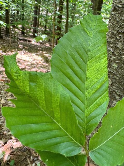 Leaf damage likely to be caused by aphids.