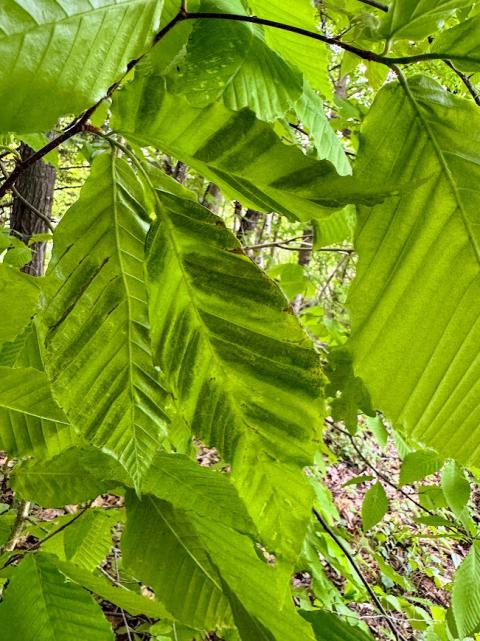 Detaill of Beech Leaf Disease infested leaves with darker stripes.