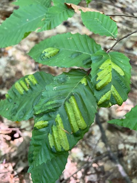 Bands of damaged tissue show up thick and leathery on beech leaves.. 