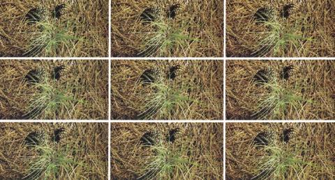 Soil with vegetation from a pine tree.