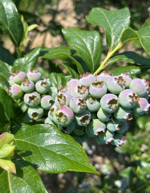 Earliest varieties of blueberries beginning to show color – Photo: Jeremy DeLisle, UNHCE