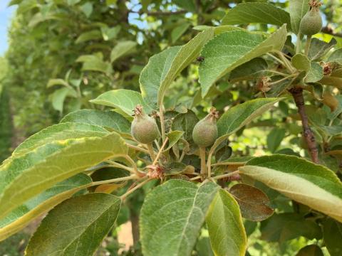 Honeycrisp fruitlets nicely thinned. Photo: Joe Rolfe, Stone Mountain Farm, Belmont, NH