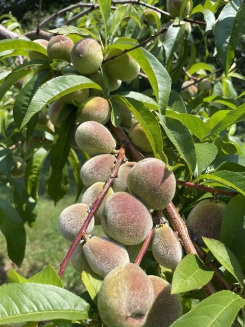 Many peach varieties have set heavy crops in need of thinning. Photo: Jeremy DeLisle, UNHCE
