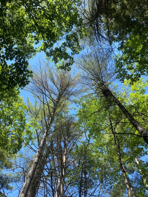 White Pine Tree withering and turning yellow