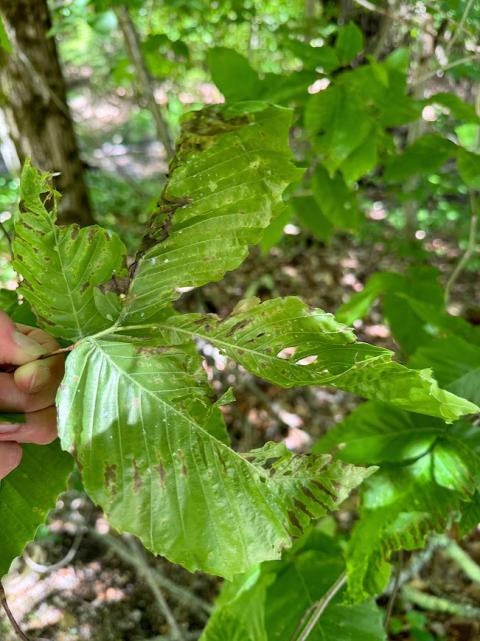 Beech leaves with a likely combination of anthracnose, aphid damage, and erineum patches, but does no apparent beech leaf disease. 