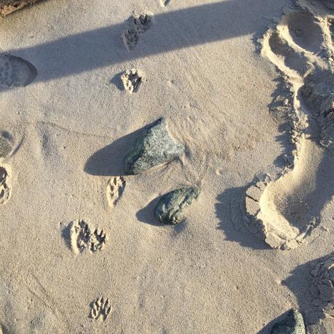 Raccoon tracks in the sand