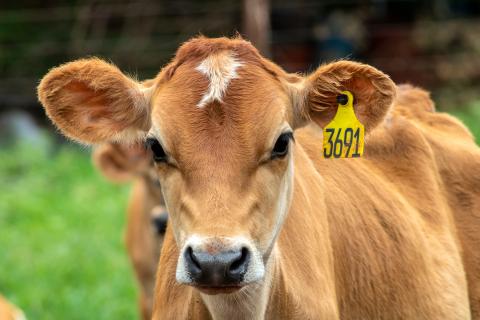 Small Jersey dairy heifer on a dairy farm in Brazil By AlfRibeiro - AdobeStock_519464512