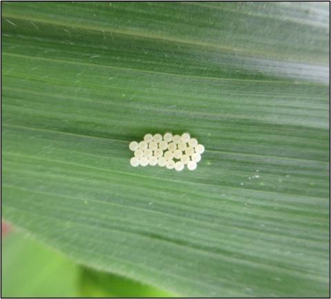 Brown marmorated stink bug egg masses and nymphs on a leaf.