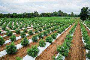 hemp farm