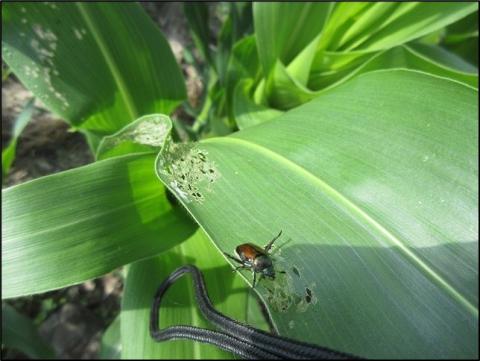 Japanese beetle damage to sweet corn.