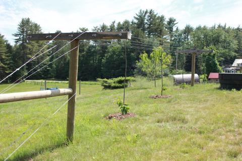 Kiwiberry plants being held up by poles on a farm