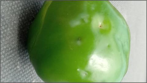 Oviposition scars show up as sunken pinpricks in pepper fruit.