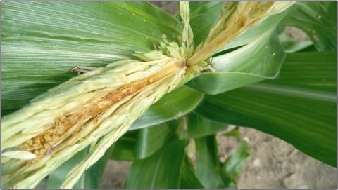 Photo: Damage to sweet corn. Credit: Linda Kunhardt.