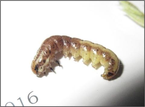 Photo: Stalk borer larva. Credit:  Linda Kunhardt.