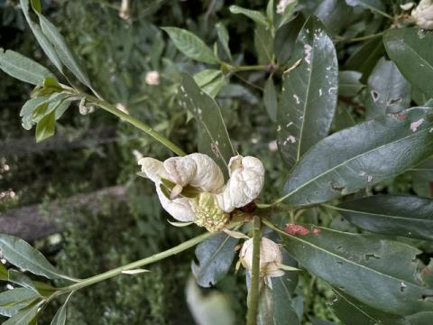 A mature Exobasidium gall on rhododendron that is producing a white layer of spores.