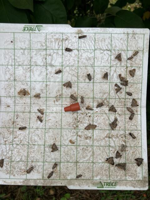 Codling moth adults on sticky trap with pheromone lure. Photo credit: Justin Hogg, UNHCE Scout