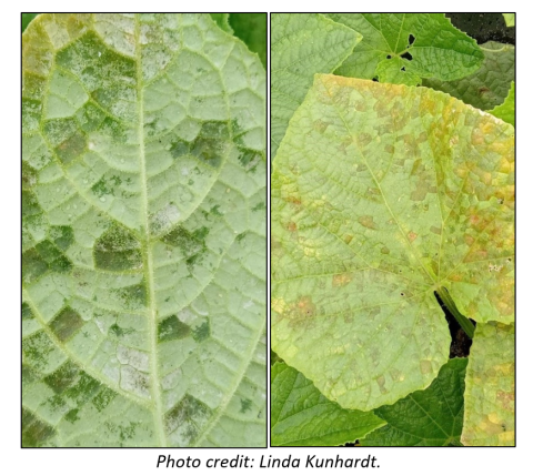 Cucurbit Downy Mildew