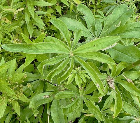 Sundial lupine leaves