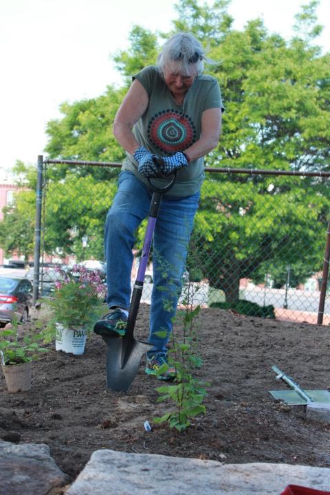 Woman digging in garden with shovel