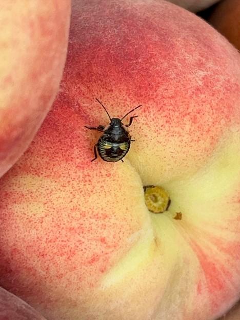 Photo: Green stink bug nymph on ripe peach