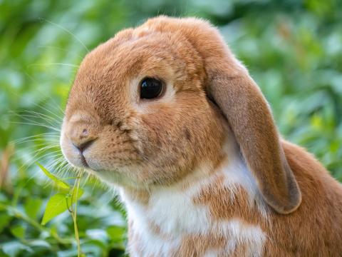 Brown long eared bunny sitting in the green gras