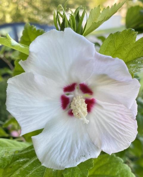 White Rose of Sharon flower