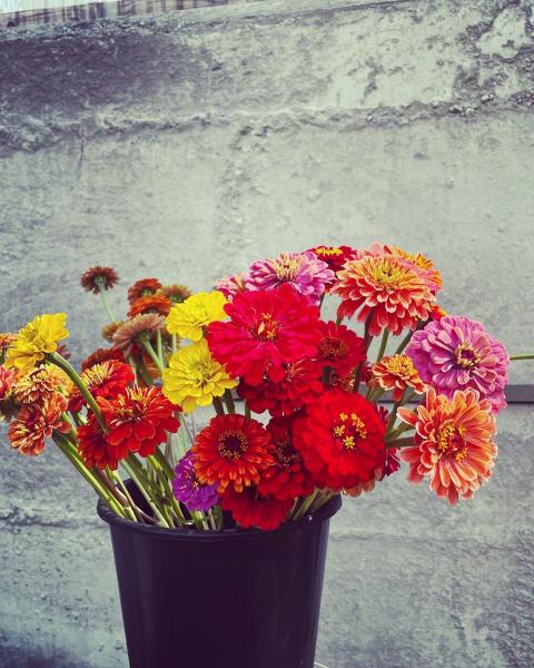 A bucket filled with colorful zinnia flowers.