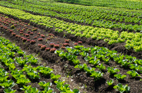 farm field