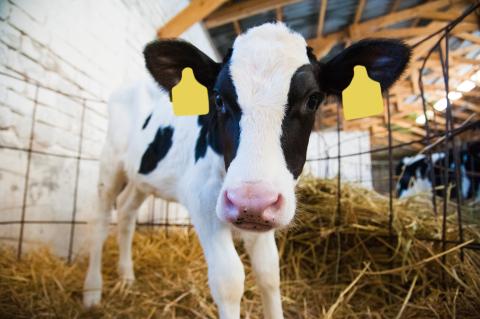 Holstein heifer calf