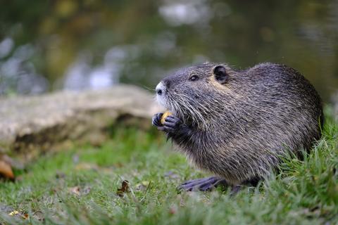 beaver