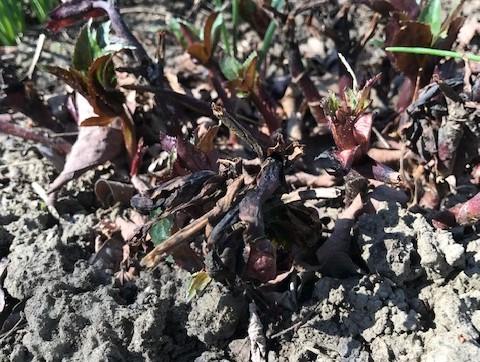 Black growth on hellebore plant