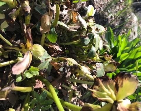  Brittle and stunted brown to black new growth on hellebore plant