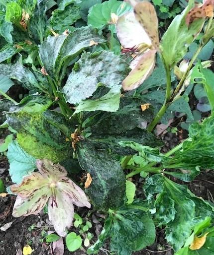 Blackened leaf veins on hellebore plant