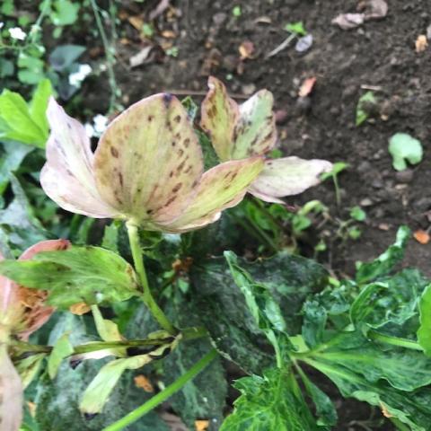 Black spots on hellebore plant