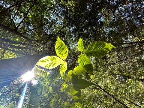 Beech leaves