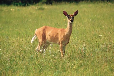 Deer in a green field