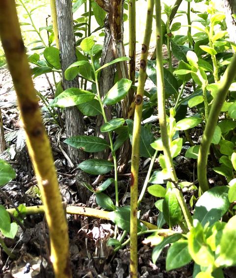 Gibbera twig blight is visible as dark spots on green canes