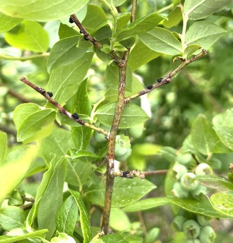 Gibbera twig blight is visible on twigs