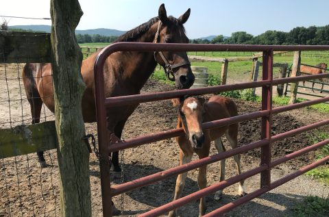 horse farm