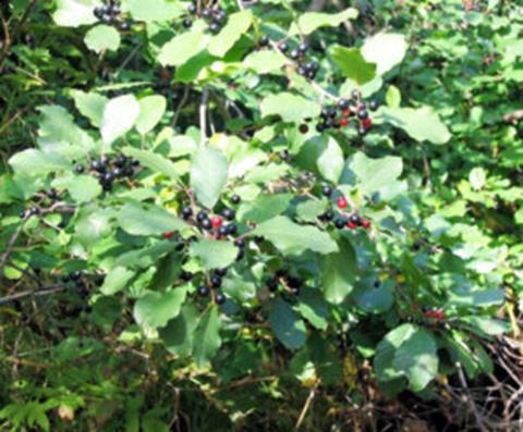 Glossy buckthorn with berries