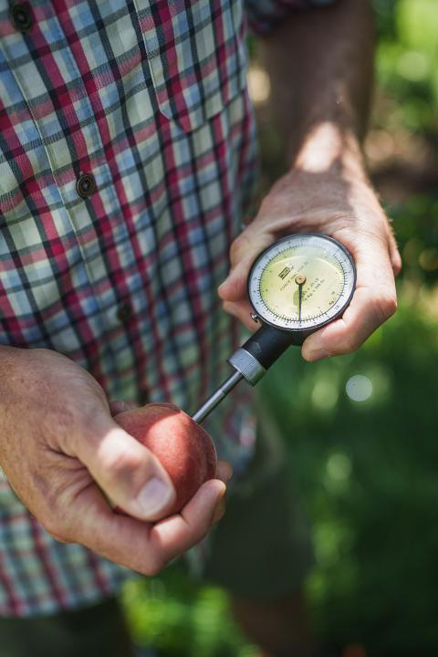 Gauge checking pressure of peach