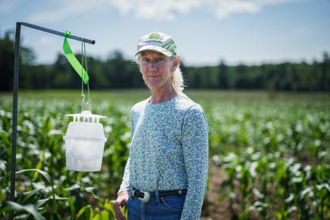 Woman in corn field, standing next to insect trap