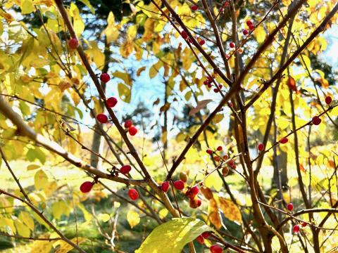 Spice berry bush