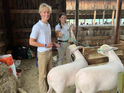 4-Hers with sheep at the fair