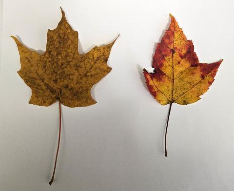 Sugar Maple leaf on the left and Red Maple leaf on the right