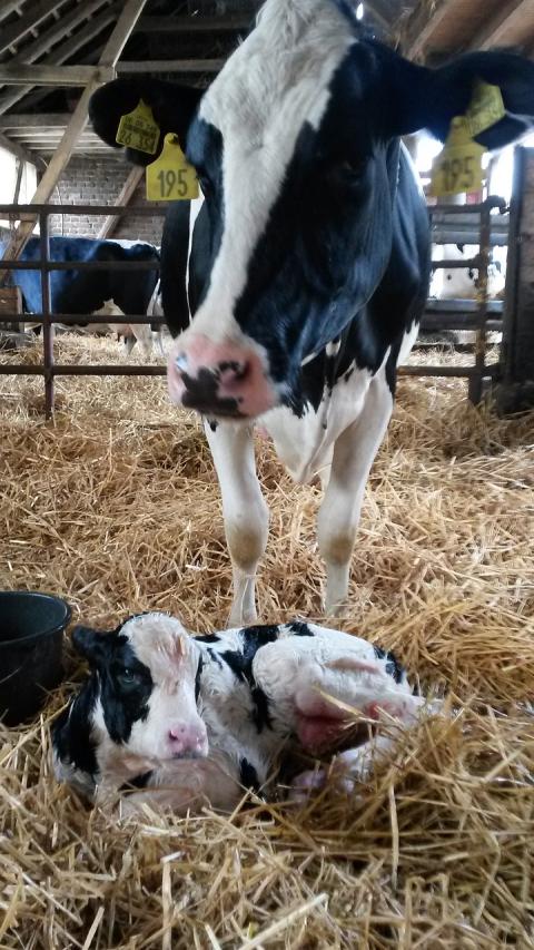 Cow stands over her newborn calf