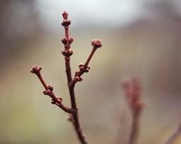 Twig with buds